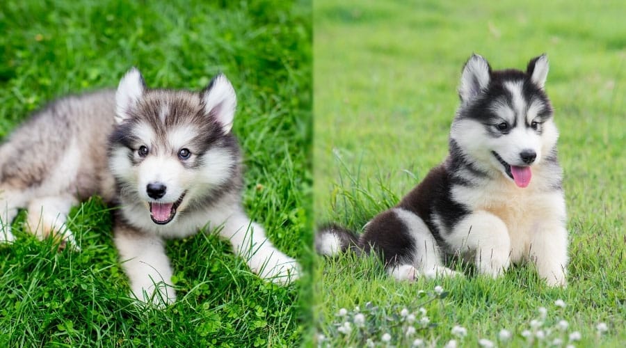 Cute Wolf Like Puppies