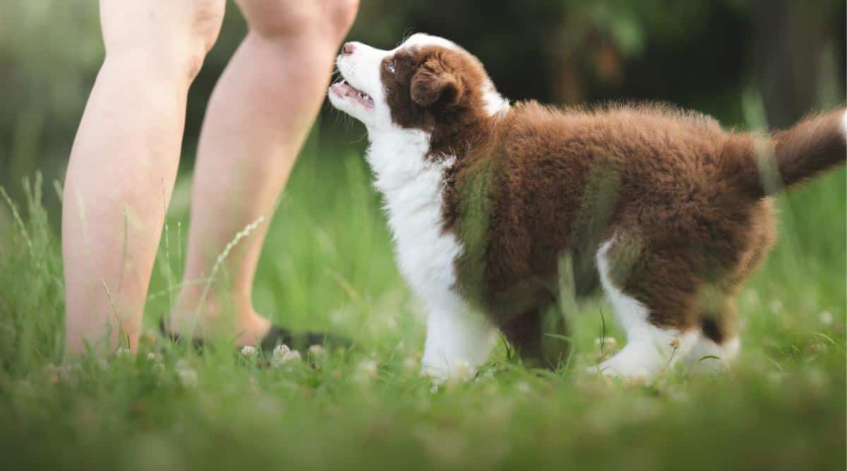 Cute brown border collie puppy in the park looking up at owner