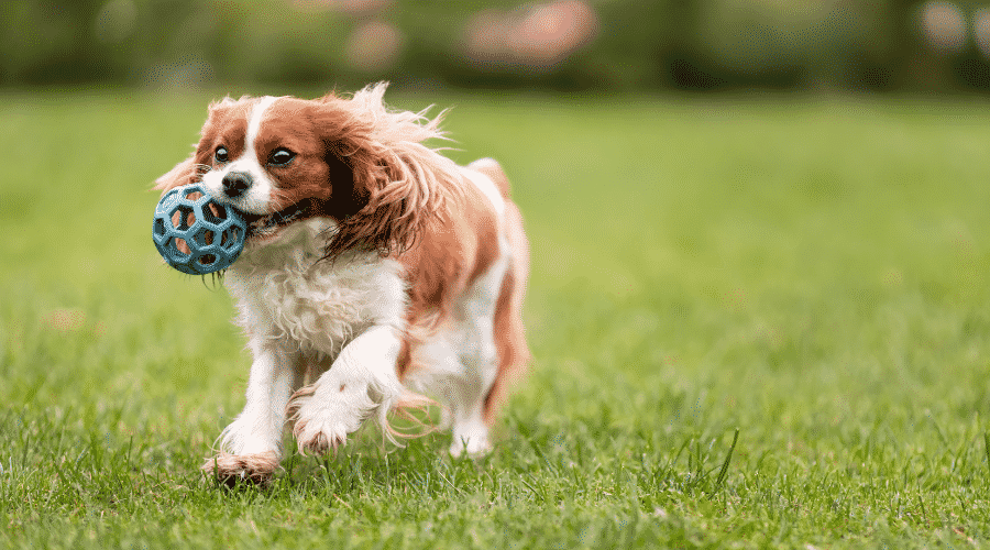Cute Cavalier King Charles Spaniel dog playing with toy ball on green grass at nature