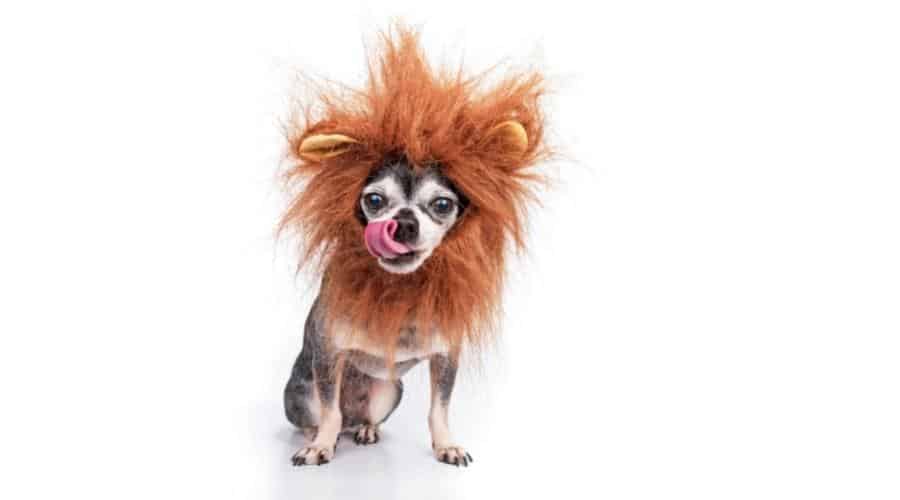 Cute chihuahua with a lion mane studio shot isolated on a white background