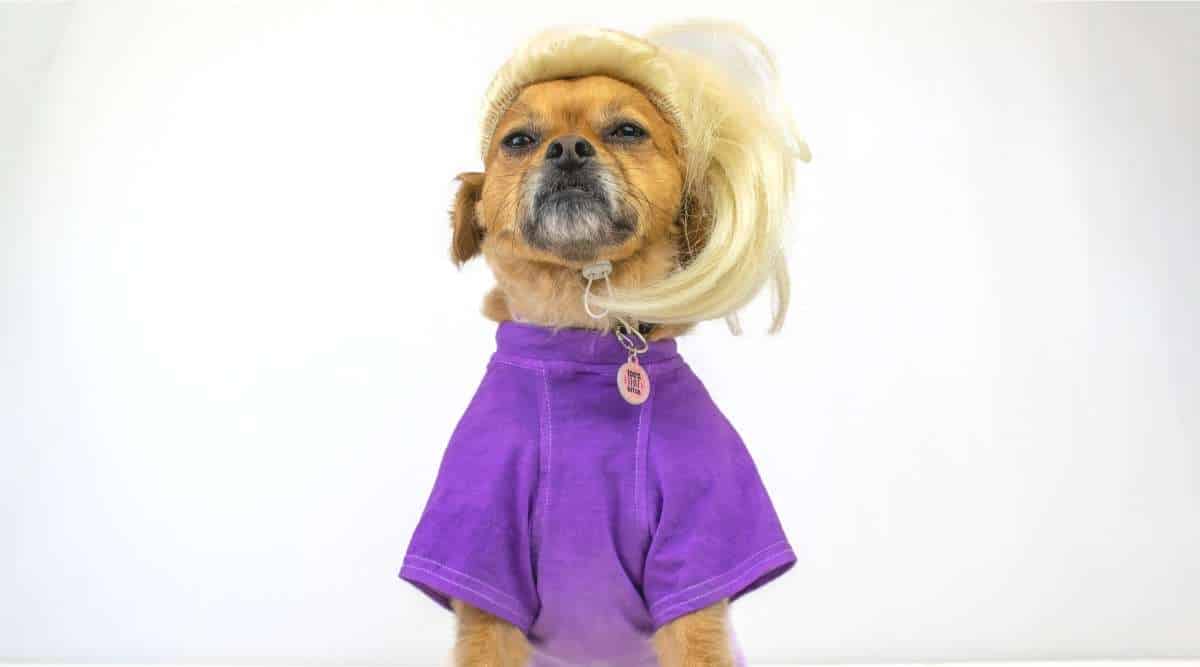 Cute dog sitting wearing purple shirt and blonde wig on white background