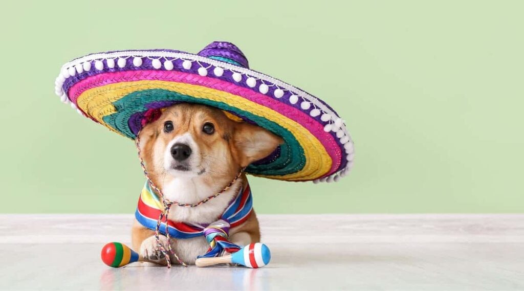 Cute dog with sombrero and maracas near green wall