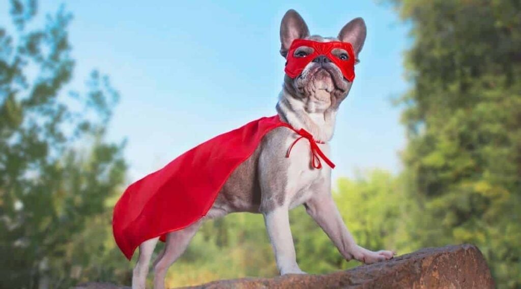 Cute french bulldog in a super hero costume