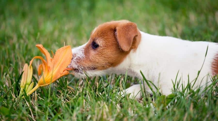 Russell Terrier sniffing grass.