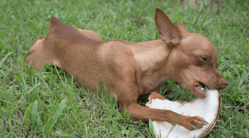 Cute ginger little dog eating coconut on the grass