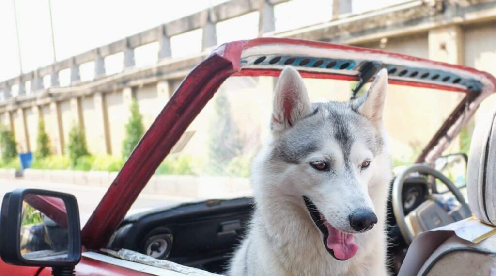 Cute happy white smiling Husky dog sitting in old red Italian car outdoor