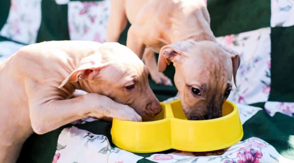 Cute puppy pit bull terrier, portrait. American staffordshire terrier puppy