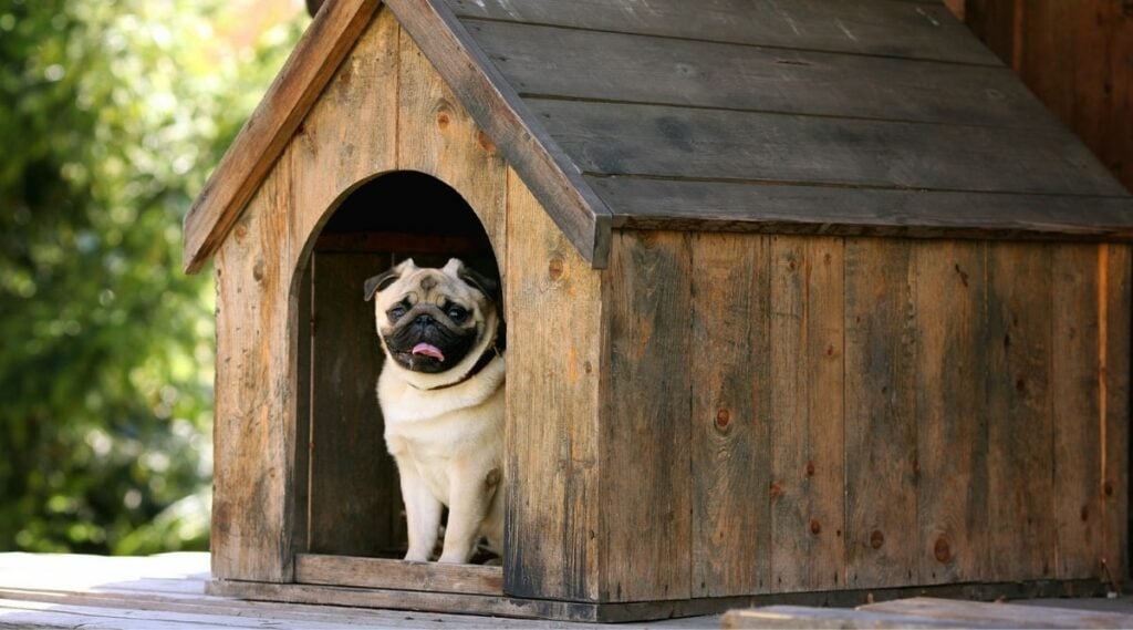Put in DIY Dog House