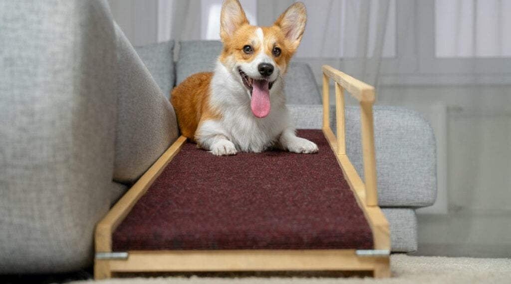 Corgi on DIY dog ramp