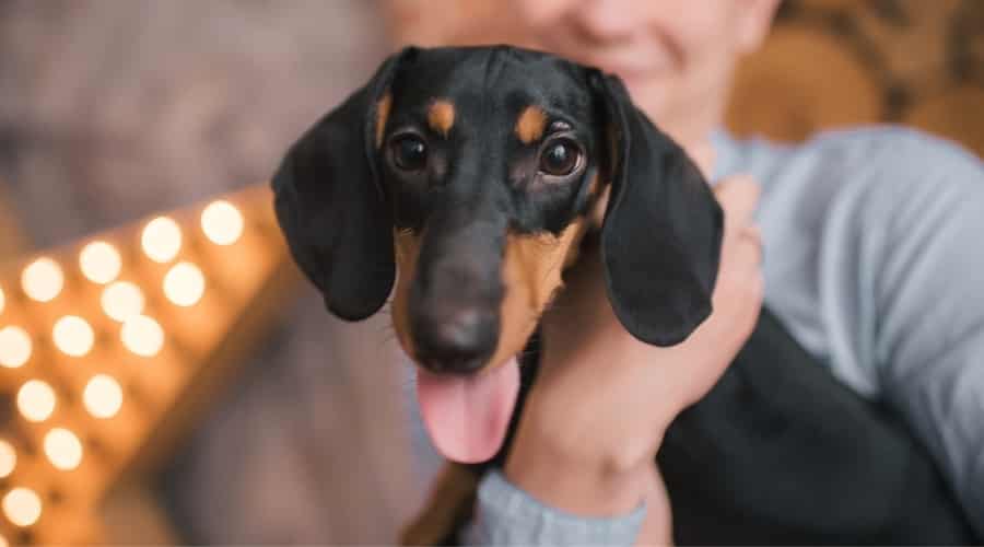 Dachshund Dog Being Held