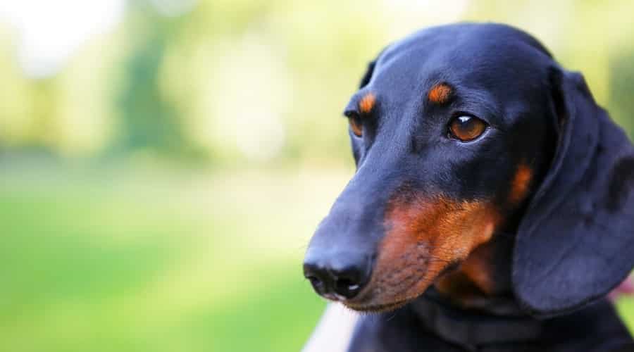 Dachshund Dog Outdoors