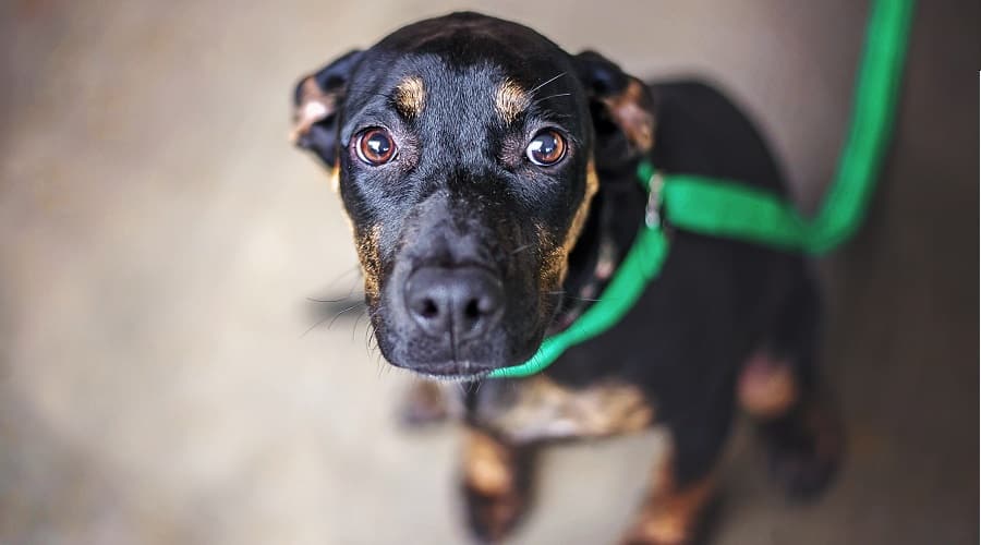 Dachshund French Bulldog Mix