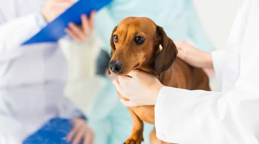 Dachshund Getting Checked at the Vet