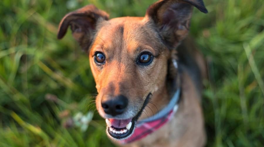Dachshund Jack Russell Terrier Mix Playing Outside