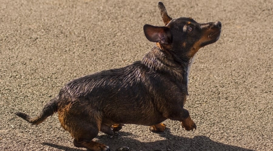Dachshund Jack Russell Terrier Mix