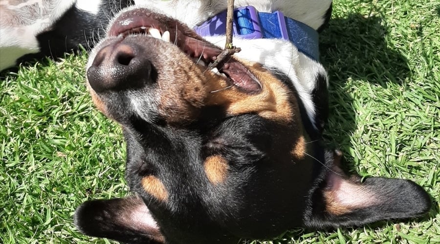 Dachshund Jack Russell Terrier mix playing