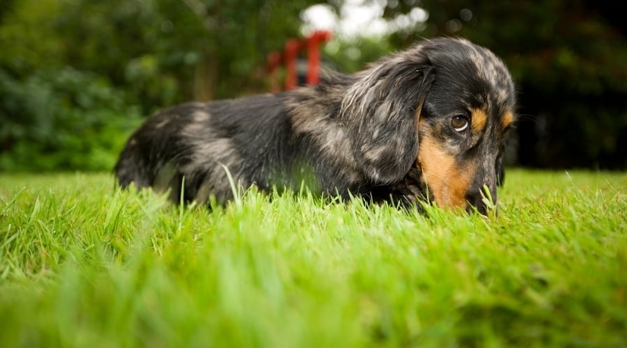 Dachshund Looking Guilty in Grass