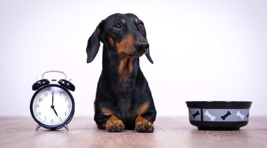 Dachshund Next to Clock and Dog Bowl