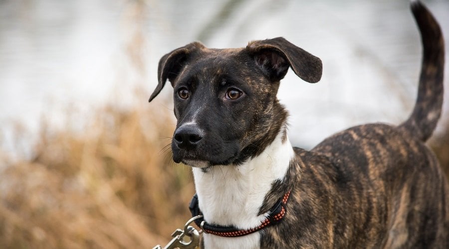Dachshund Pitbull Mix