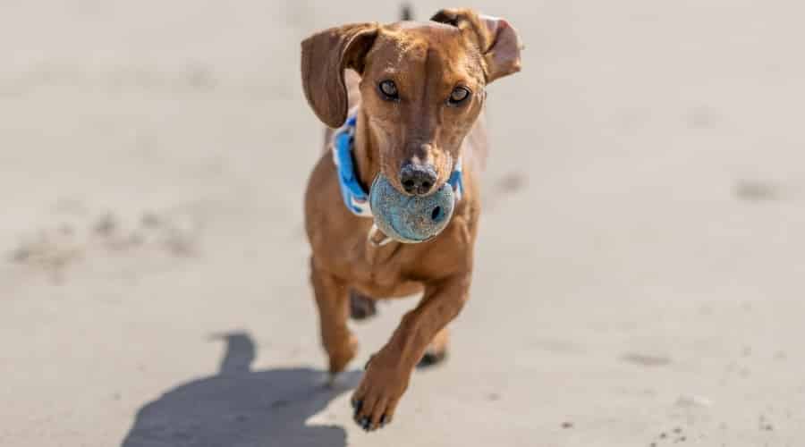 A red Dachshund running with a ball in it's mouth.