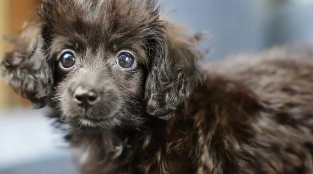 Dachshund Poodle Mix black up close