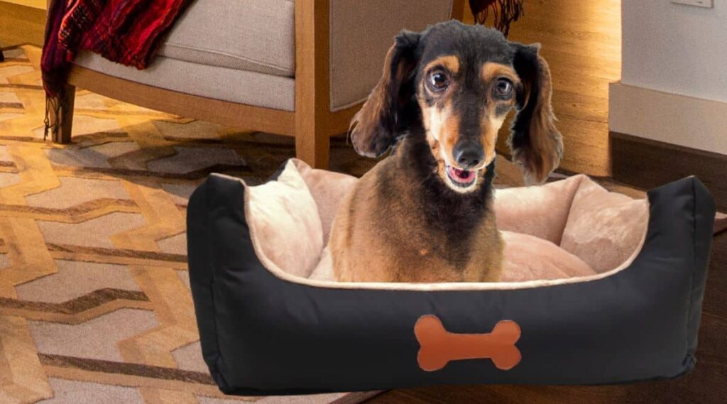 Dachshund Poodle Mix sitting in a dog bed