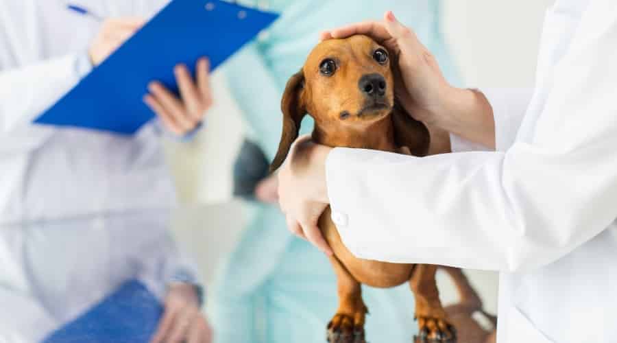 Dachshund Puppy Getting Checked at the Vet