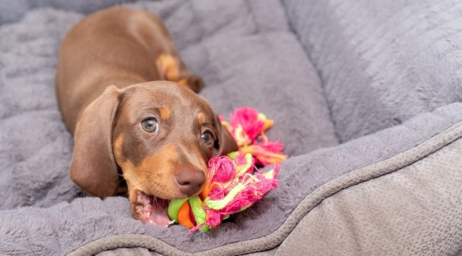 Dachshund Puppy With Chew Toy