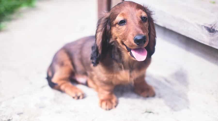 Dachshund puppy smiling.