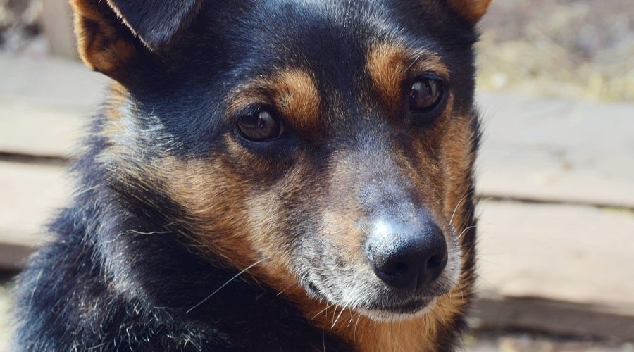 Dachshund Shepherd Mix