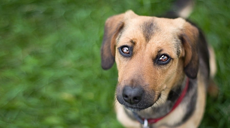 Dachshund Shepherd