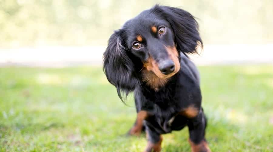 Dachshund Tilting His Head Inquisitively