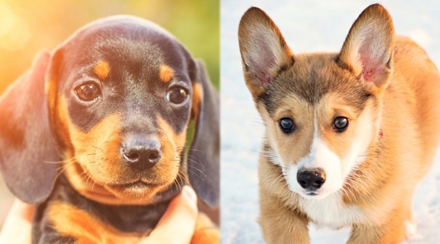 Dachshund and Corgi Puppies