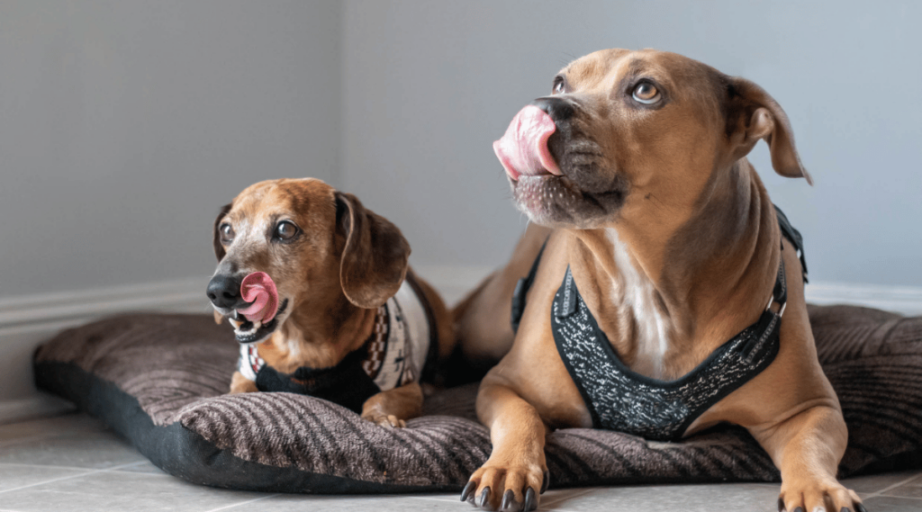 Dachshund and Pitbull best friends laying on a bed with their tongues out.