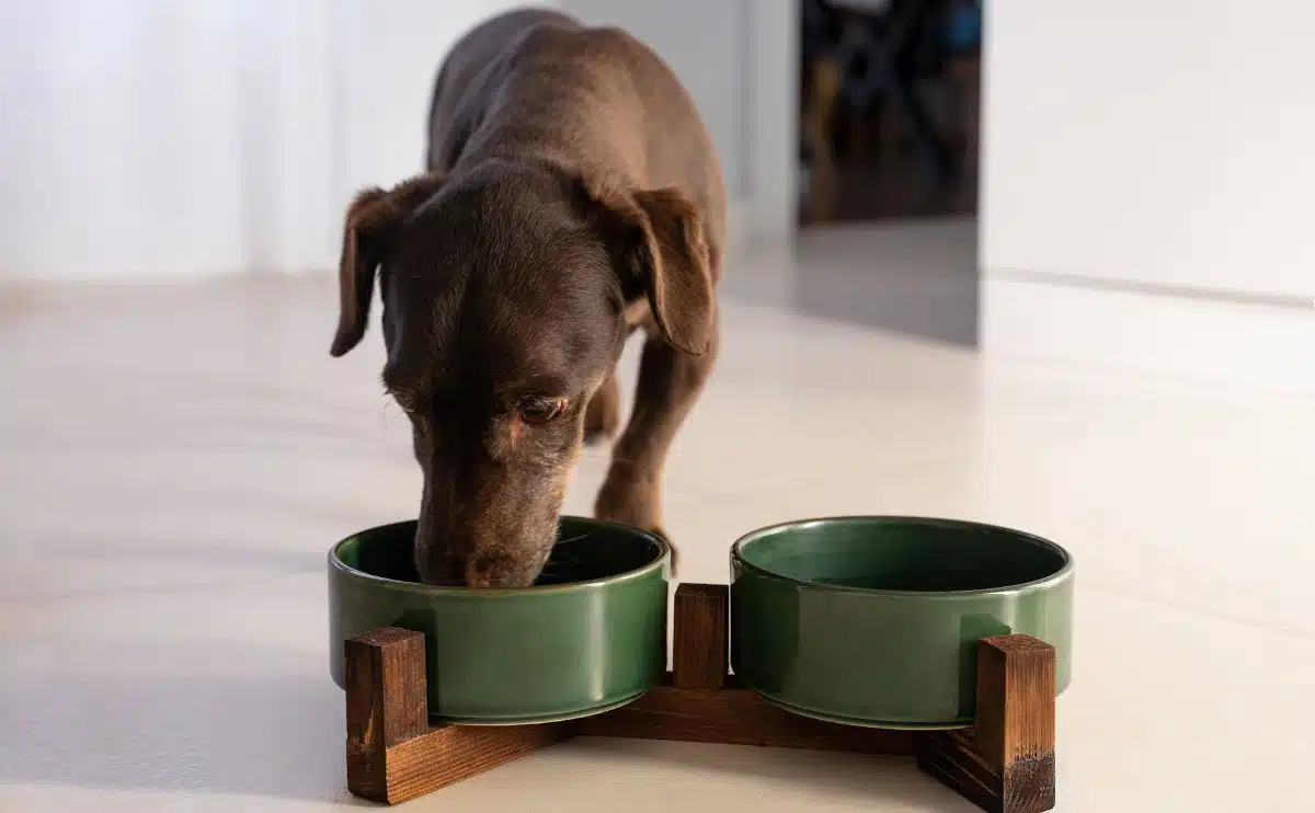 Double Stainless Steel Pet Dog Food Water Bowls Twin Dish Non Slip Silicone  Mat