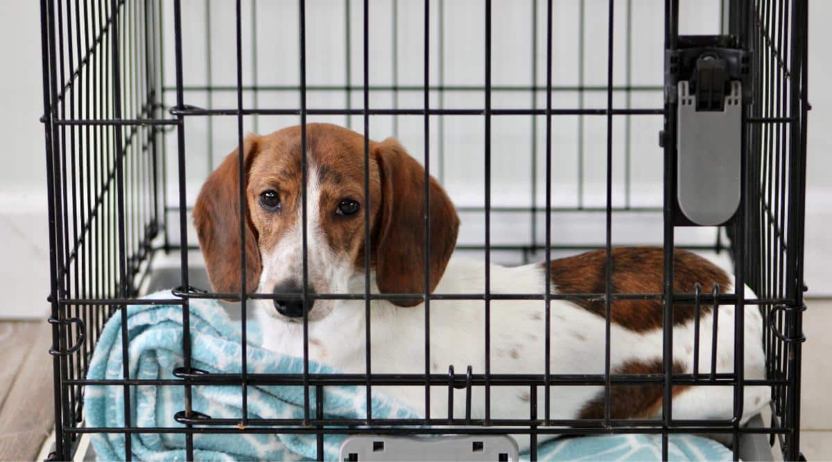 Dachshund in crate laying down