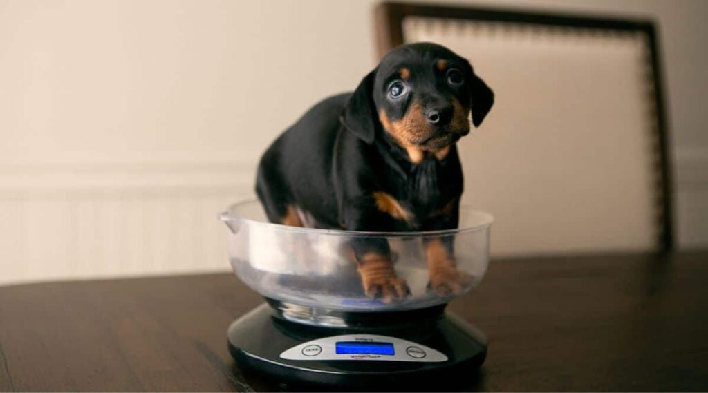 Dachshund Puppy in a scale.