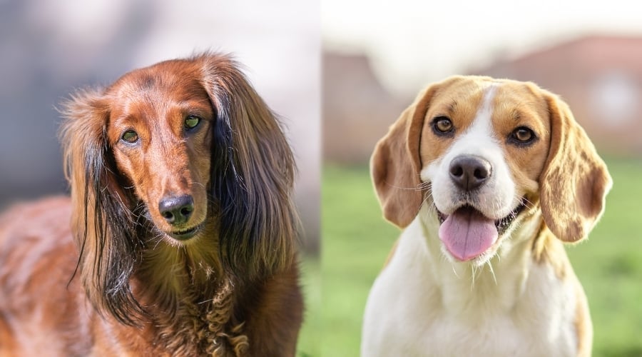 Dachshund vs. Beagle Breed Differences & Similarities Canine Journal
