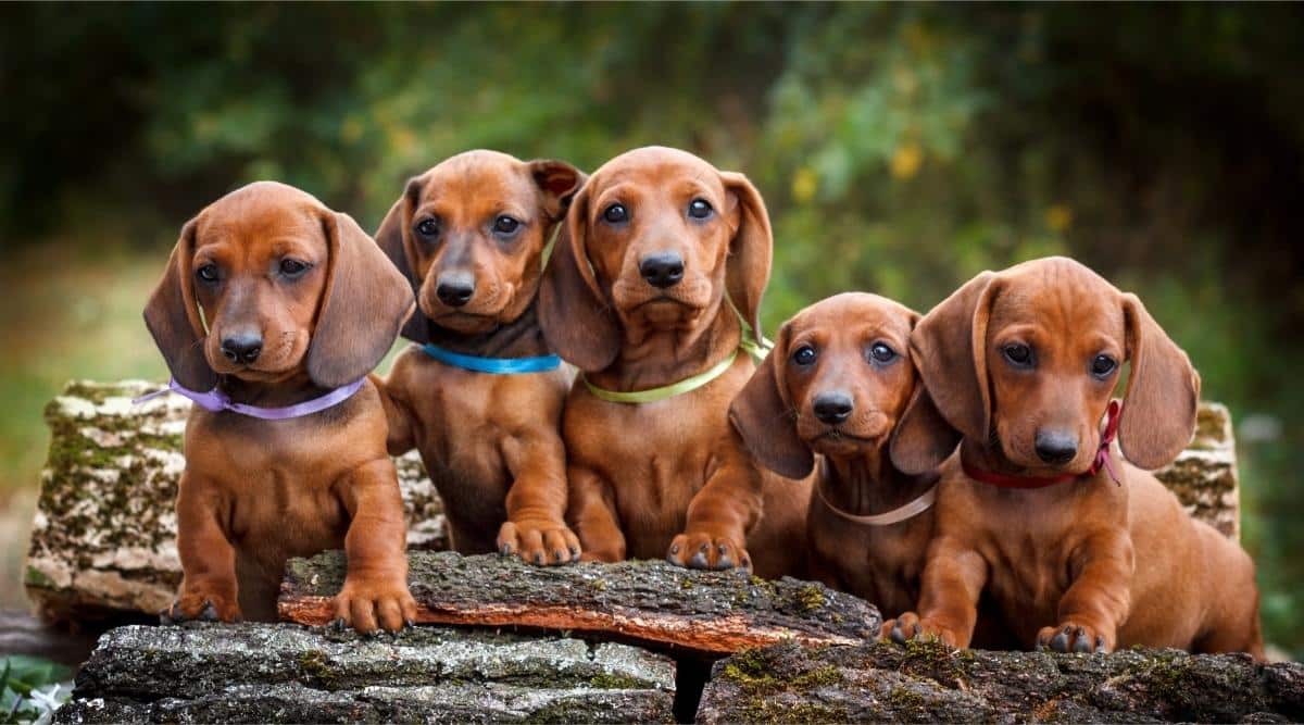 A litter of Dachshund puppies.