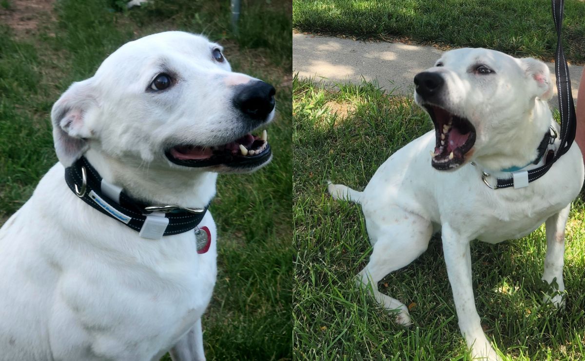 Daisy dog sitting in grass with two expressions happy and agressive