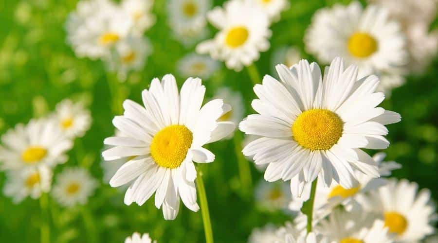 Daisy flower on green meadow