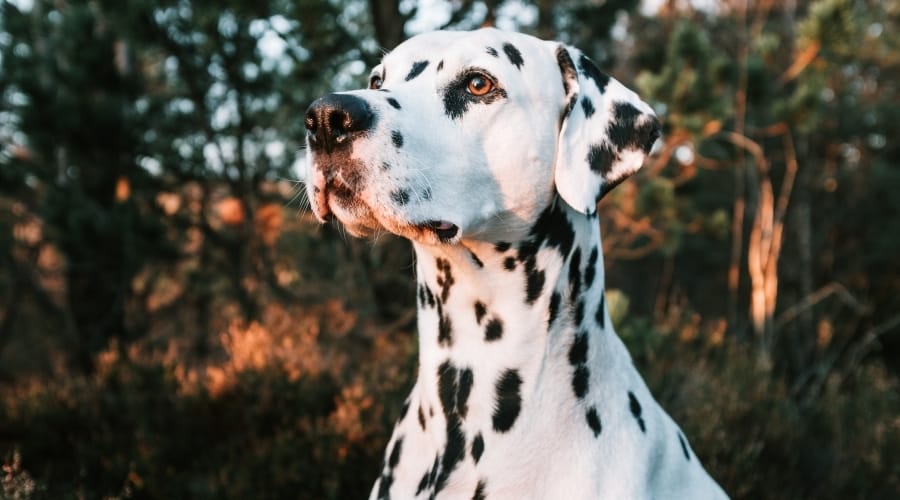 Dalmatian dog sitting outside.