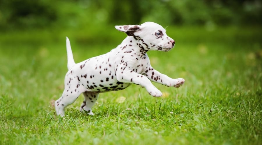 Dalmatian Puppy Running