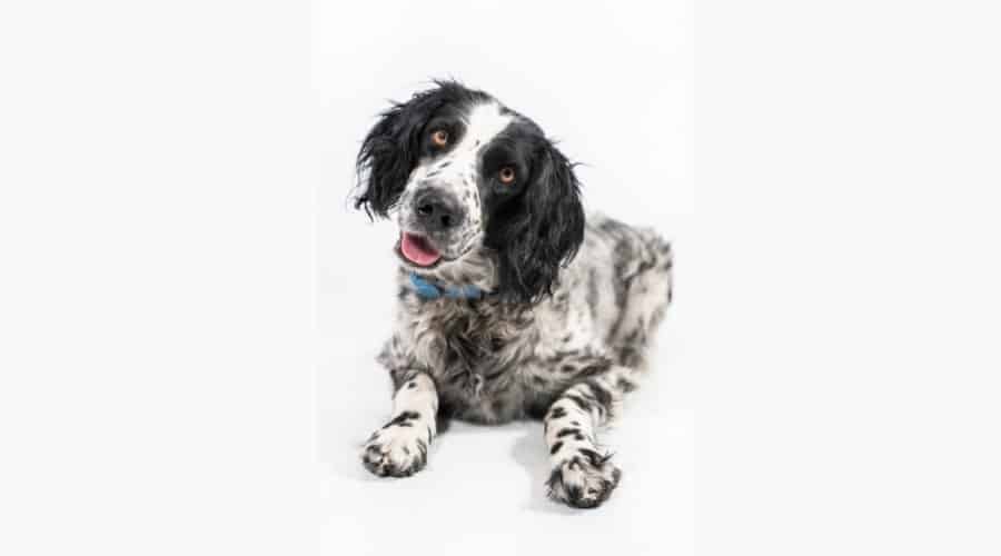 Dalmatian Springer sitting on white background