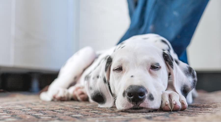 Dalmatian With Dog Owner