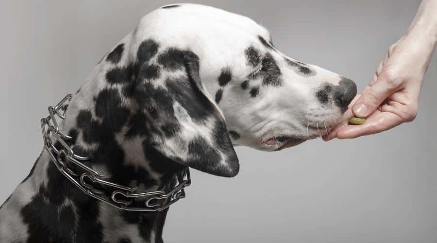 Dalmatian dog eating food from the hands of a girl