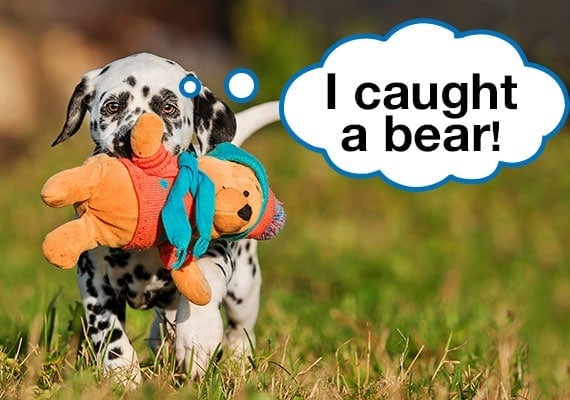 Dalmatian puppy walking in park on grass carrying bear plush dog toy in mouth