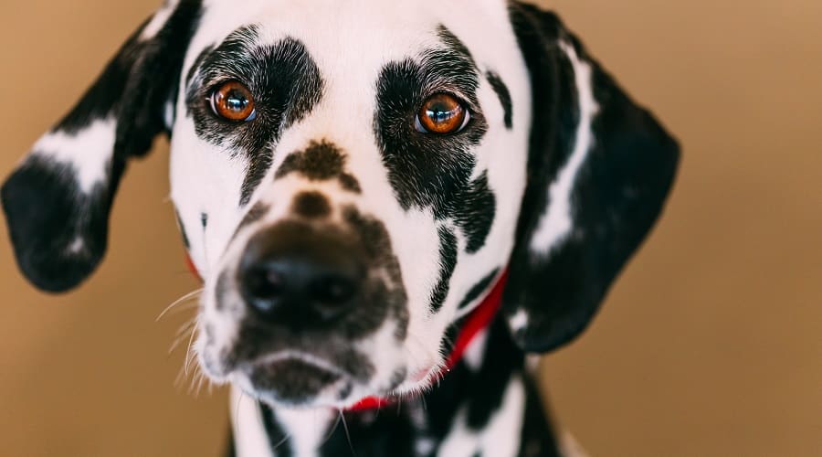 Dalmatian