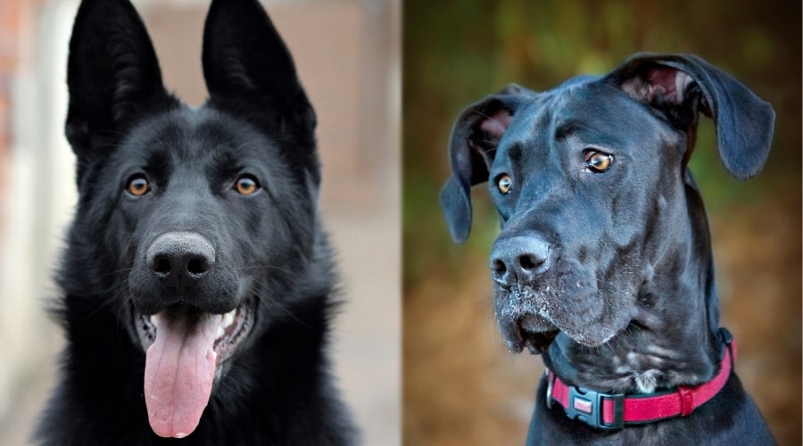 Dane and German Shepherd Faces