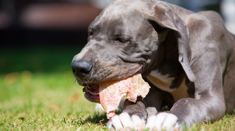 Dane chewing on Pig Ear